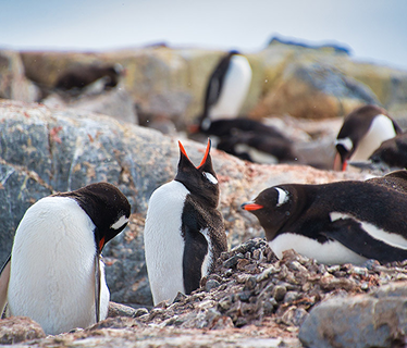 penguins